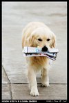 Dog_01