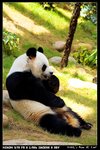 Panda_01