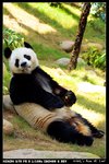 Panda_02