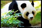 Panda_03