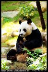 Panda_04