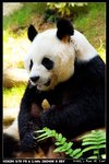 Panda_05