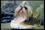 Pets_01