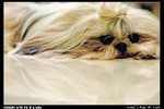 Pets_03