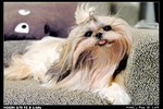 Pets_02