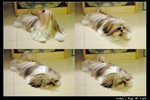 Pets_04