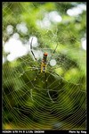 Insect_01
