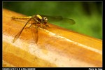 Insect_02