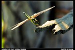 Insect_03