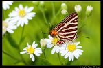 Insect_04
