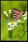 Insect_05