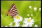 Insect_06