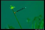 Insect_08