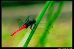Insect_09