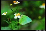 Insect_10