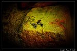 Insect_11