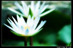 Flower_003