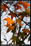 Leafs_02