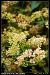 Miscellaneous_03