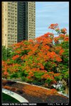 flower_001