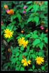 flower_002