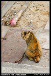 Cat_01