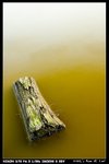 RottenWood_02