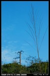 Grass