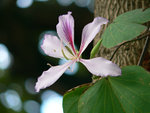 by Panasonic FZ-20