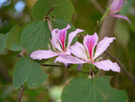 by Panasonic FZ-20