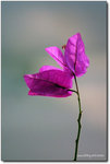 DSCF6005