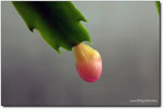 DSCF6009