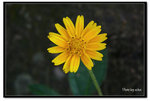 DSCF7458