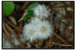 DSCF7869