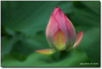 DSCF6908