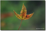 DSCF7976