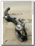 
A log lying on the beach