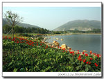 Flowers and lake