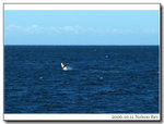 

Whale... water splashing was the thing that we saw most of the time