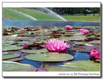 
Pond
