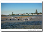 The famous character at The Entrance - the pelican