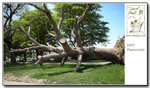 Fallen tree @ Stanley Park