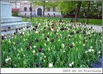 Dark purple tulip @ Nybroplan