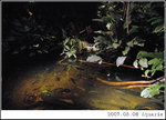 Rainforest at the Aquaria