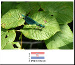 Dragonfly on a leaf