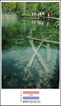 
Tree roots in water