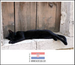 
Sleeping cat in a hot summer afternoon