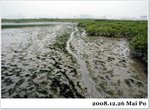 來到后海灣泥灘