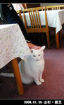 The snowy white cat at Pension