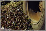 Visited the Coffee factory. A truckload of coffee was being offloaded for processing. 